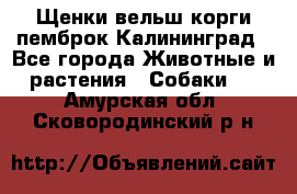 Щенки вельш корги пемброк Калининград - Все города Животные и растения » Собаки   . Амурская обл.,Сковородинский р-н